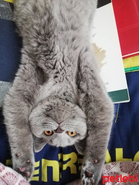 British Shorthair, Kedi  Mino fotoğrafı