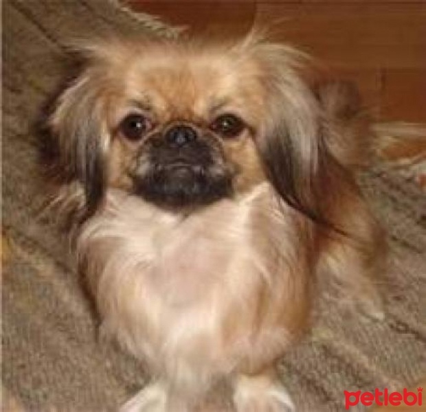 Pekingese, Köpek  Aşk fotoğrafı
