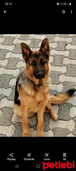 Alman Çoban Köpeği, Köpek  BROWNİ fotoğrafı