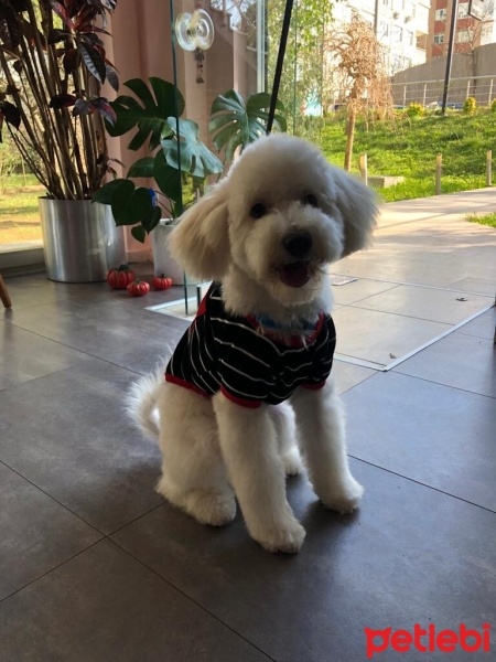 Maltese, Köpek  Mutlu fotoğrafı