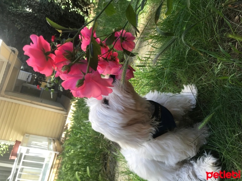 Maltese, Köpek  Mavi fotoğrafı