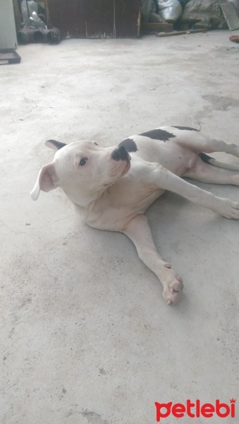 Dogo Arjantin, Köpek  rex fotoğrafı