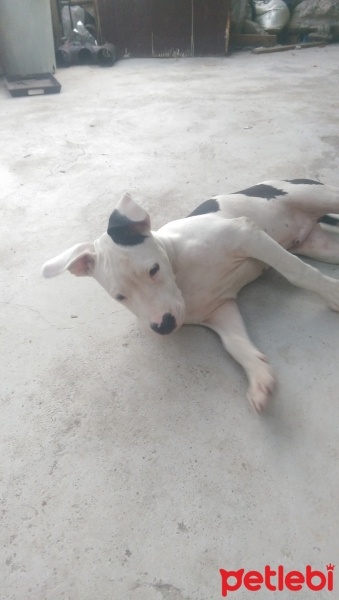 Dogo Arjantin, Köpek  rex fotoğrafı