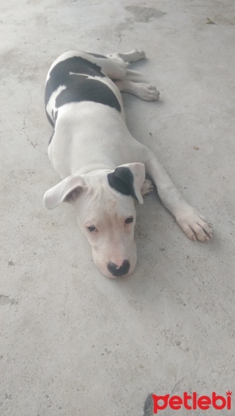 Dogo Arjantin, Köpek  rex fotoğrafı