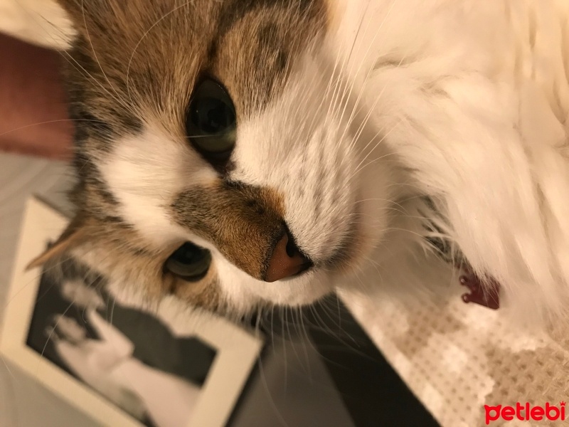 Tekir Kedi, Kedi  Mia fotoğrafı