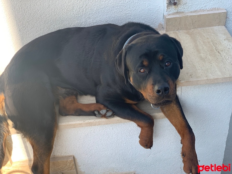 Rottweiler, Köpek  Rex fotoğrafı