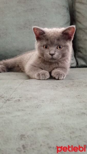 British Shorthair, Kedi  Müezza fotoğrafı