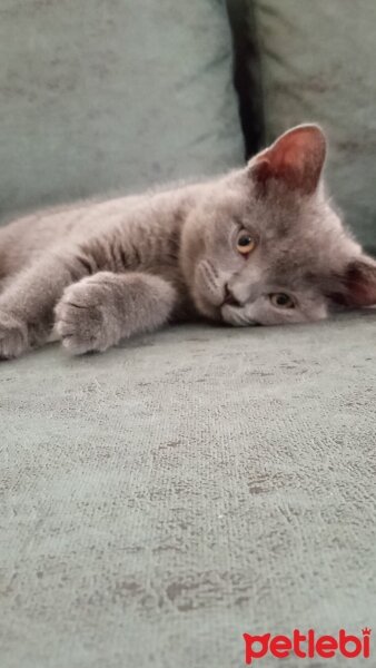 British Shorthair, Kedi  Müezza fotoğrafı