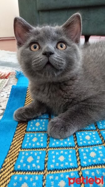 British Shorthair, Kedi  Müezza fotoğrafı