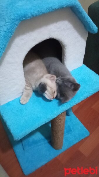 British Shorthair, Kedi  Müezza fotoğrafı