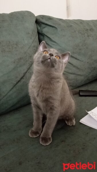 British Shorthair, Kedi  Müezza fotoğrafı