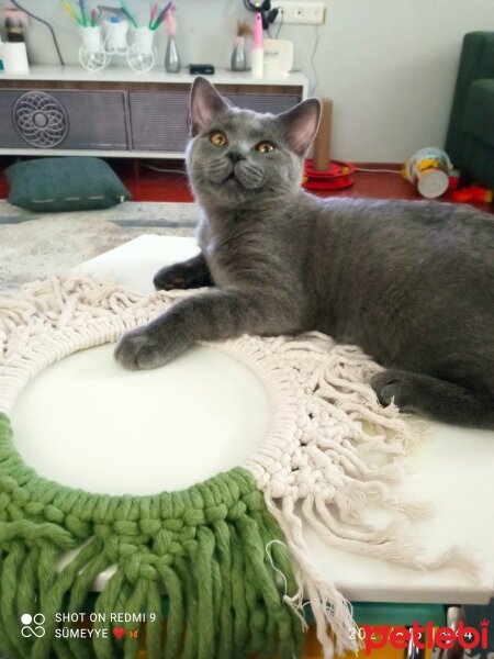 British Shorthair, Kedi  Müezza fotoğrafı