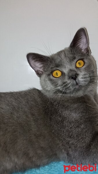 British Shorthair, Kedi  Müezza fotoğrafı