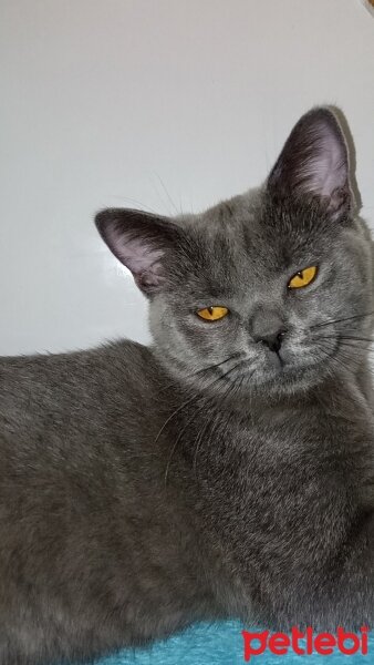 British Shorthair, Kedi  Müezza fotoğrafı