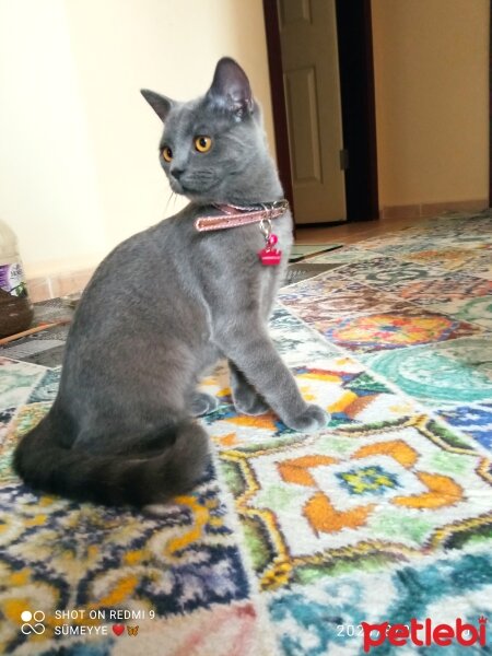 British Shorthair, Kedi  Müezza fotoğrafı