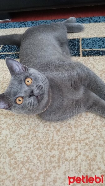 British Shorthair, Kedi  Müezza fotoğrafı