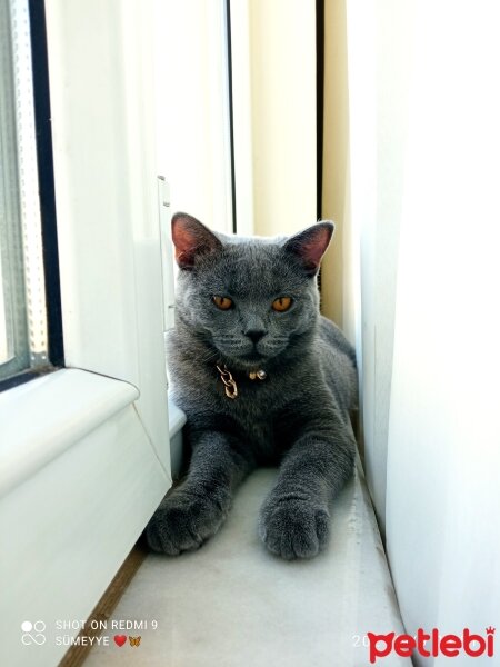 British Shorthair, Kedi  Müezza fotoğrafı