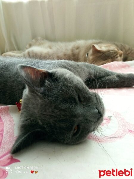 British Shorthair, Kedi  Müezza fotoğrafı