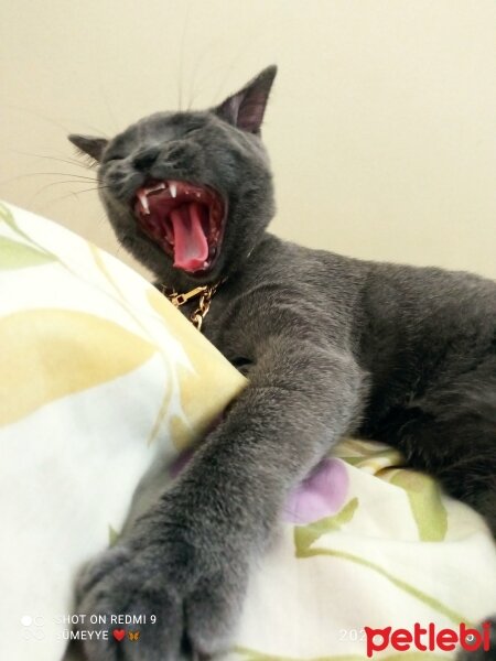 British Shorthair, Kedi  Müezza fotoğrafı