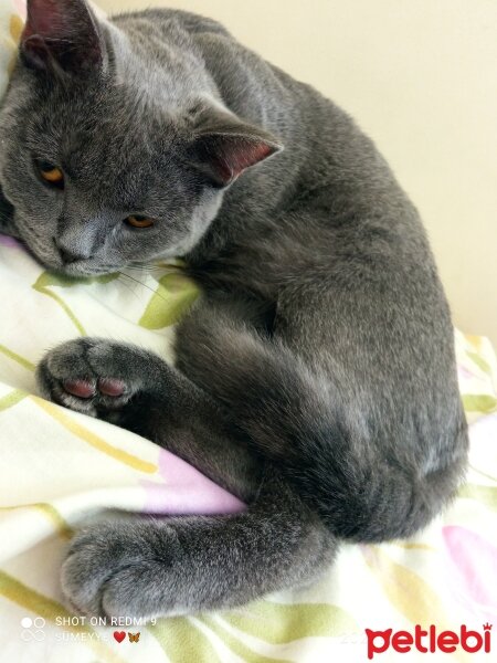 British Shorthair, Kedi  Müezza fotoğrafı