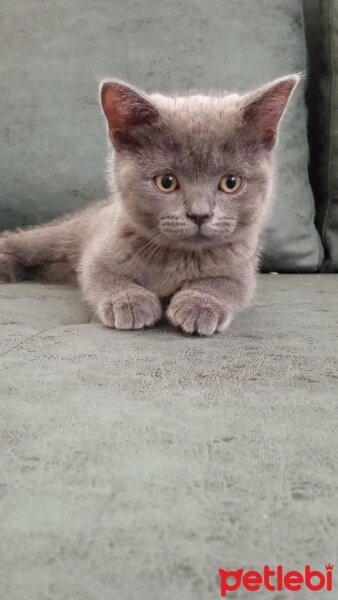 British Shorthair, Kedi  Müezza fotoğrafı