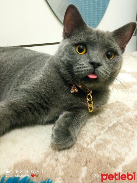 British Shorthair, Kedi  Müezza fotoğrafı