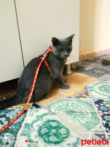 British Shorthair, Kedi  Müezza fotoğrafı