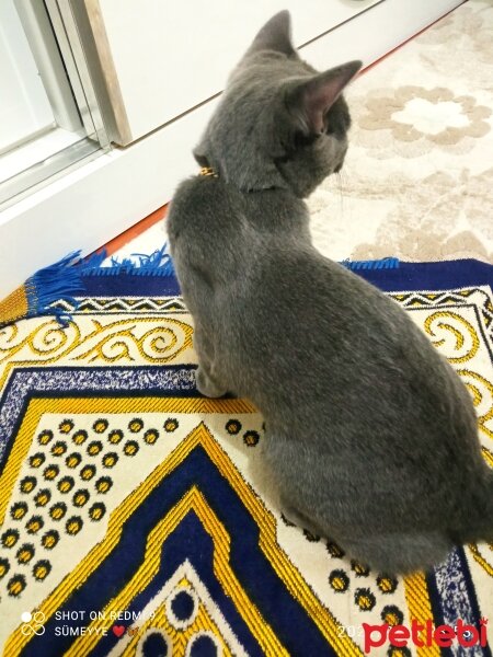 British Shorthair, Kedi  Müezza fotoğrafı