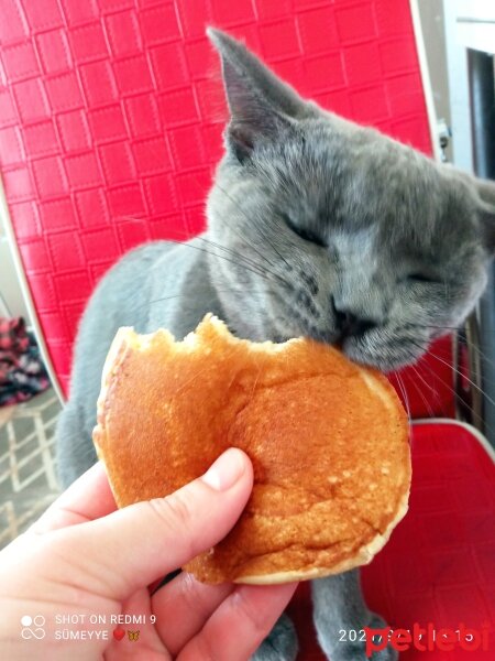 British Shorthair, Kedi  Müezza fotoğrafı