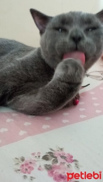 British Shorthair, Kedi  Müezza fotoğrafı