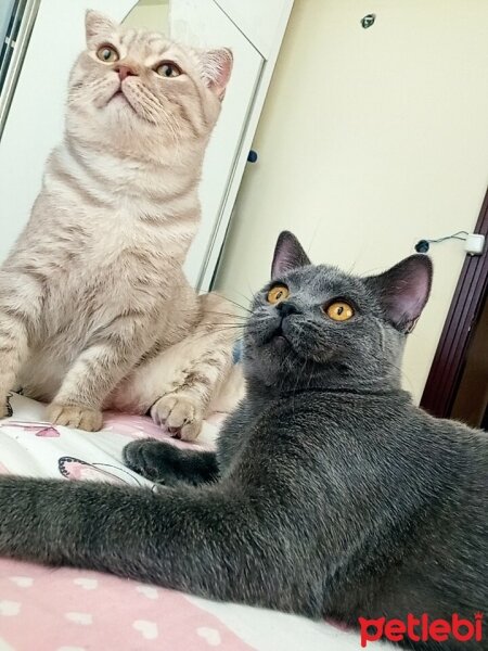 British Shorthair, Kedi  Müezza fotoğrafı