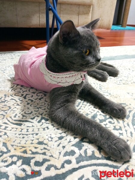 British Shorthair, Kedi  Müezza fotoğrafı