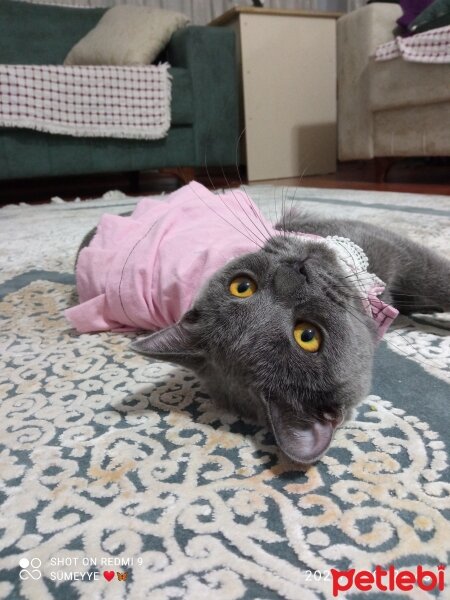 British Shorthair, Kedi  Müezza fotoğrafı