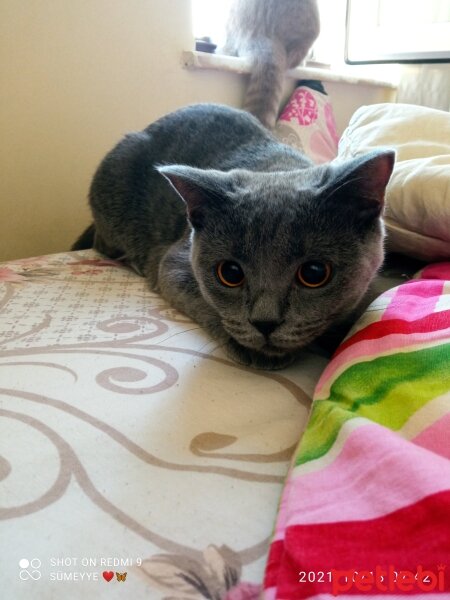 British Shorthair, Kedi  Müezza fotoğrafı