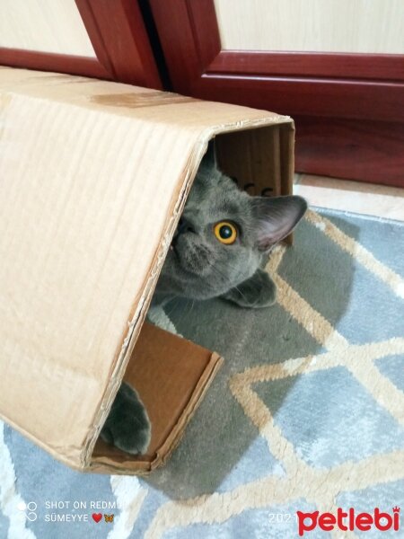 British Shorthair, Kedi  Müezza fotoğrafı