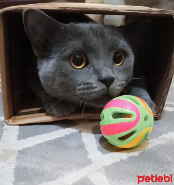 British Shorthair, Kedi  Müezza fotoğrafı