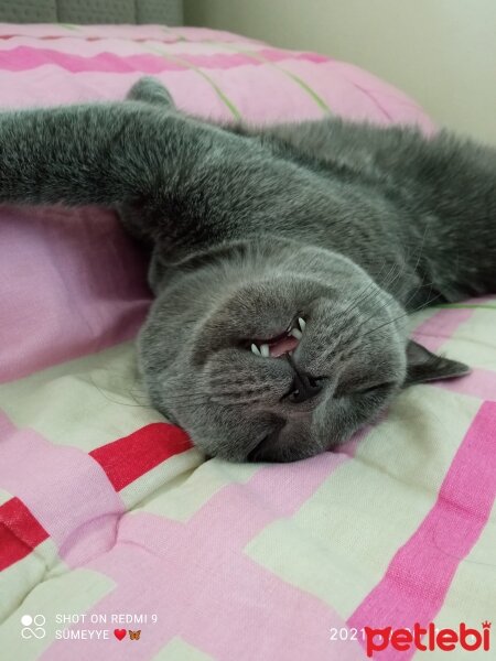 British Shorthair, Kedi  Müezza fotoğrafı