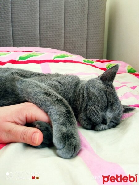 British Shorthair, Kedi  Müezza fotoğrafı