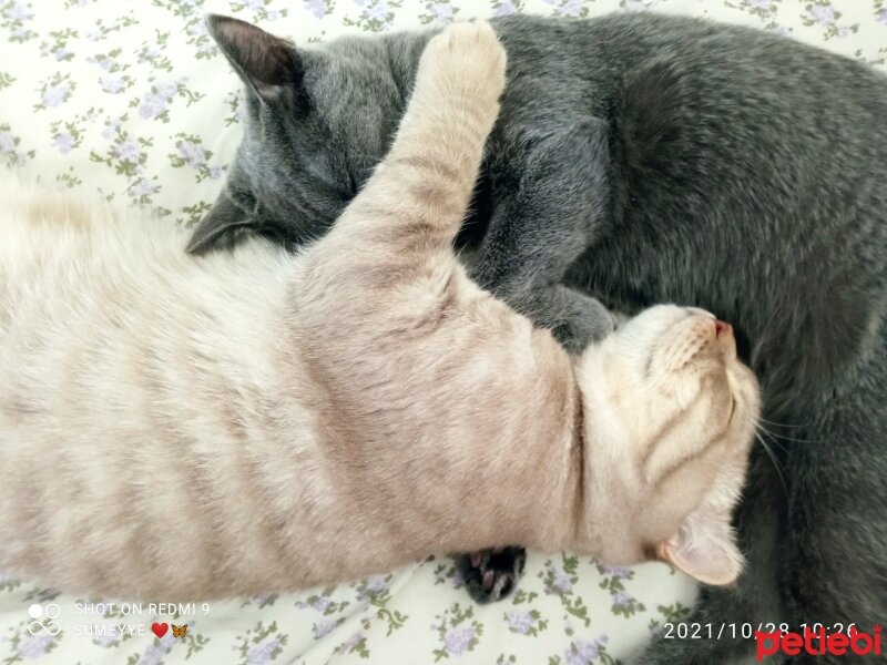 British Shorthair, Kedi  Müezza fotoğrafı