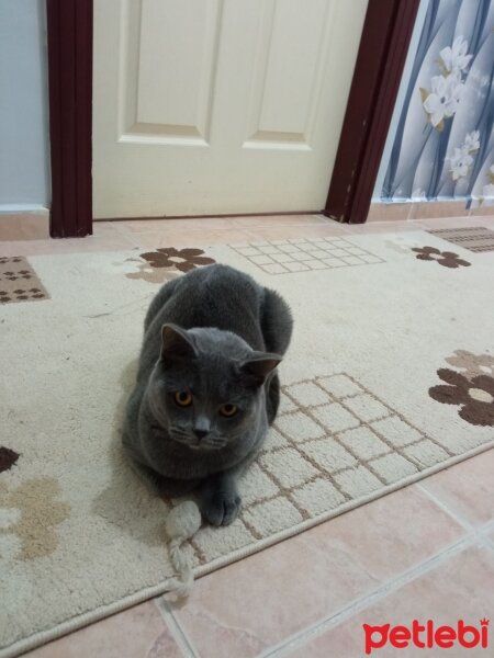 British Shorthair, Kedi  Müezza fotoğrafı