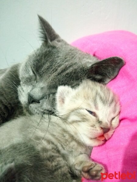 British Shorthair, Kedi  Müezza fotoğrafı