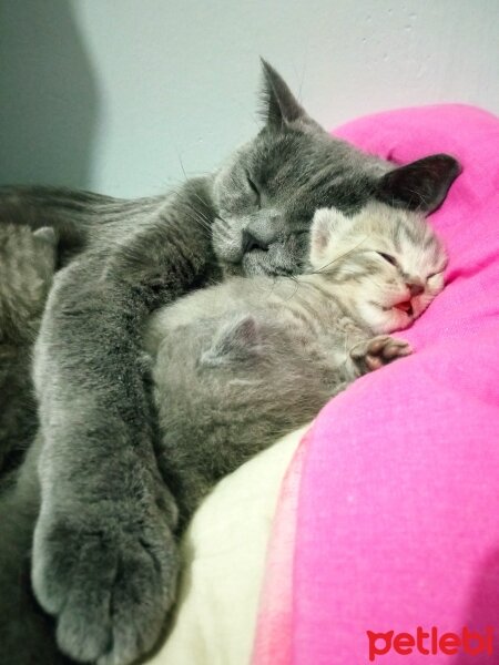 British Shorthair, Kedi  Müezza fotoğrafı