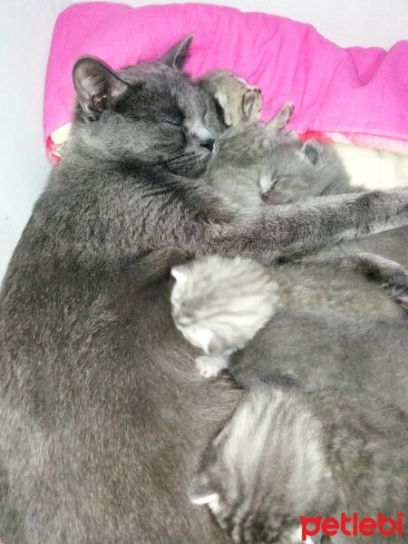 British Shorthair, Kedi  Müezza fotoğrafı