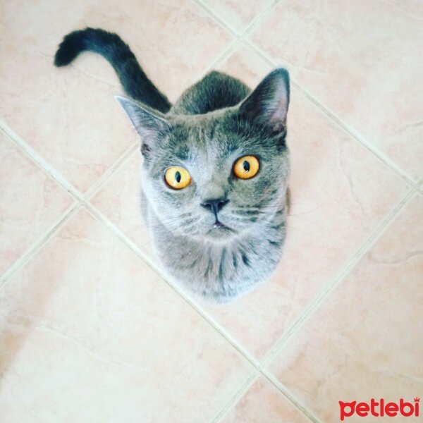 British Shorthair, Kedi  Müezza fotoğrafı