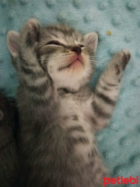 British Shorthair, Kedi  Müezza fotoğrafı