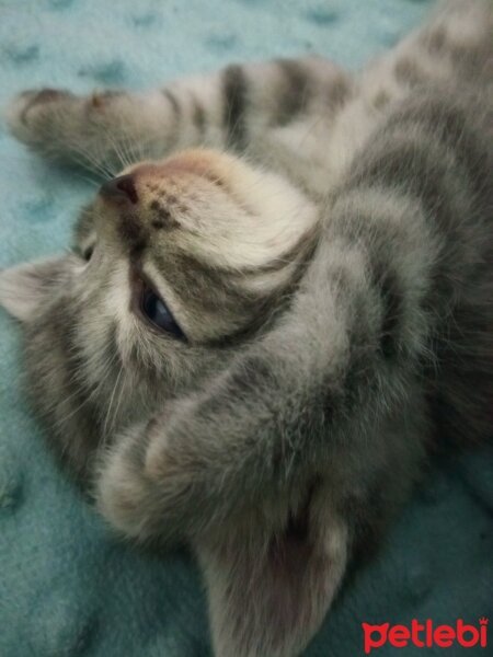 British Shorthair, Kedi  Müezza fotoğrafı