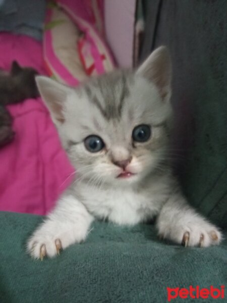 British Shorthair, Kedi  Müezza fotoğrafı