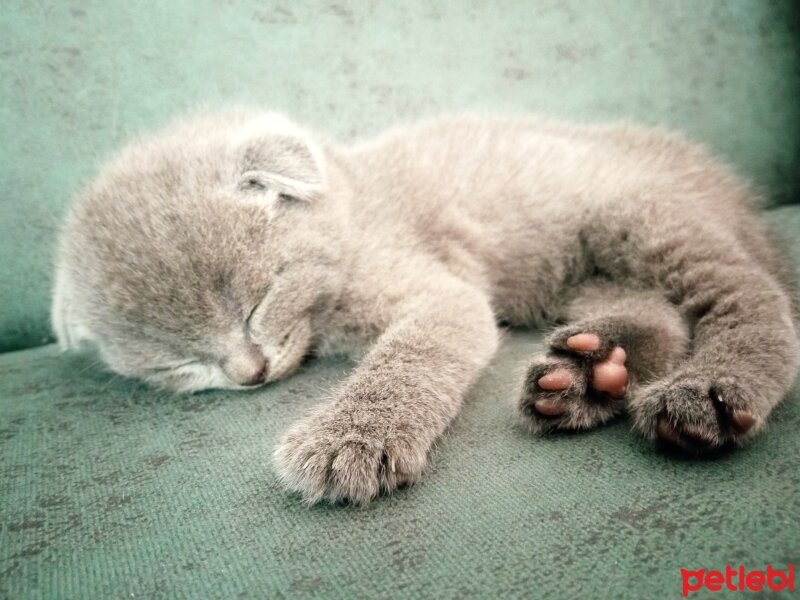 British Shorthair, Kedi  Müezza fotoğrafı