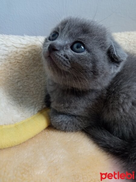 British Shorthair, Kedi  Müezza fotoğrafı