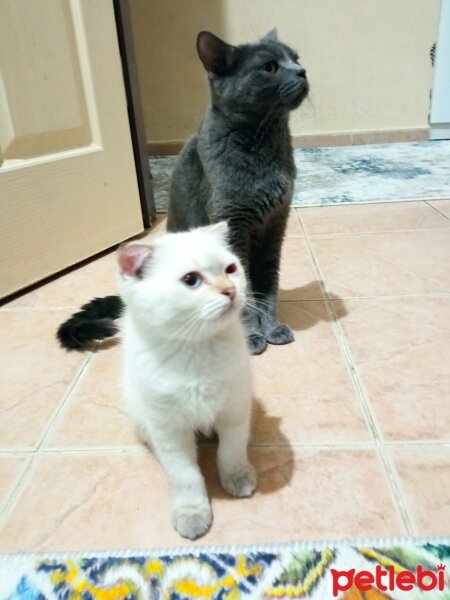 British Shorthair, Kedi  Müezza fotoğrafı